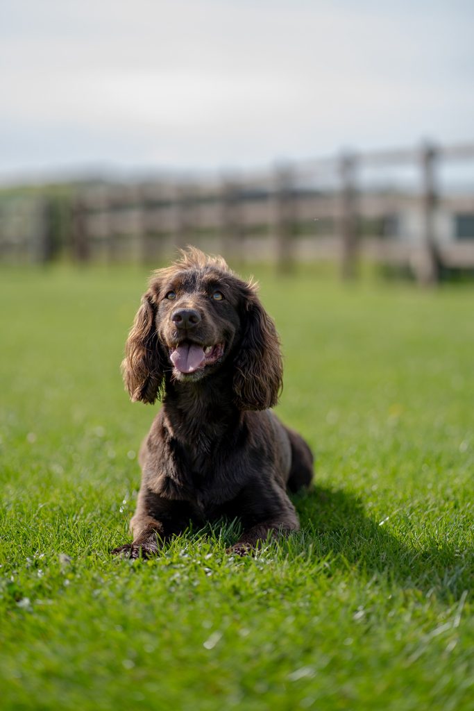 Alfie